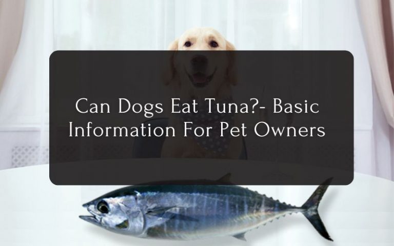 Can Dogs Eat Tuna Basic Information For Pet Owners