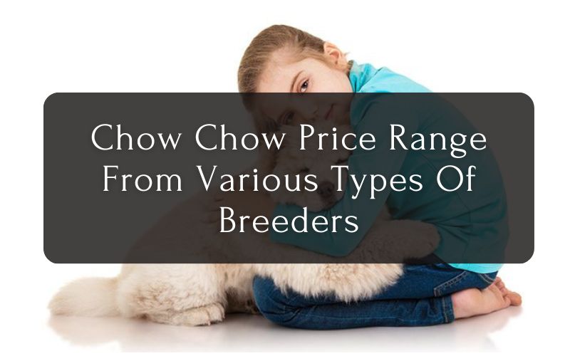 Chow Chow Price Range From Various Types Of Breeders