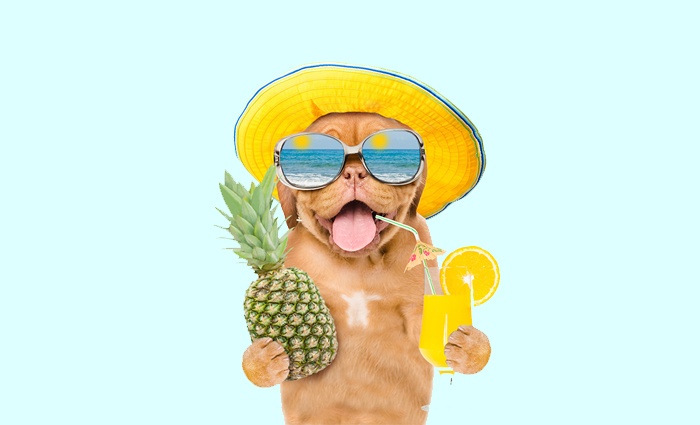 Funny dog with mirrored sunglasses holds tropic cocktail and pineapple