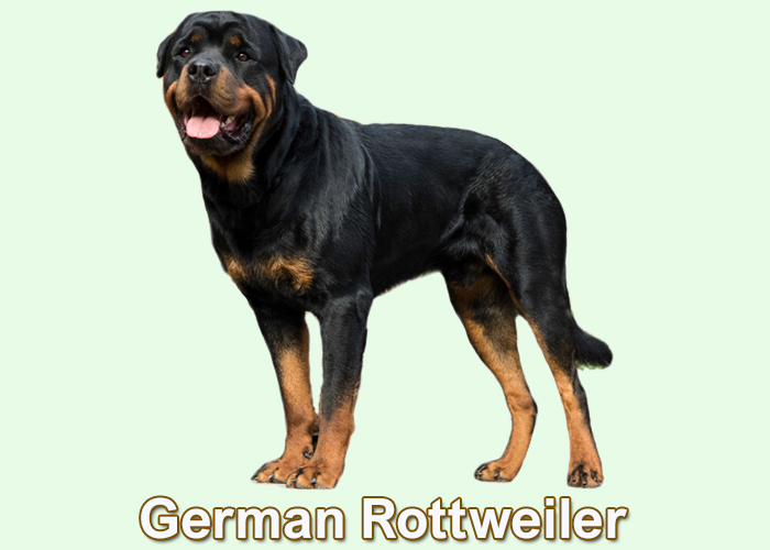 German Rottweilers