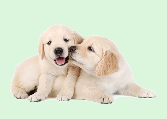 Golden Retriever puppies Florida- best places to purchase