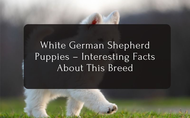 White German Shepherd Puppies – Interesting Facts About This Breed