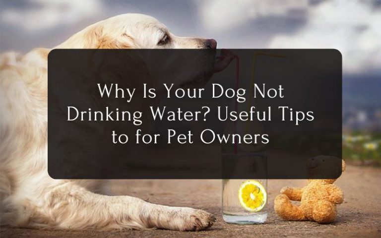Why Is Your Dog Not Drinking Water Useful Tips to for Pet Owners