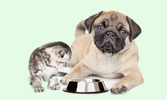 Pug puppy and kitten sit together with empty bowl.