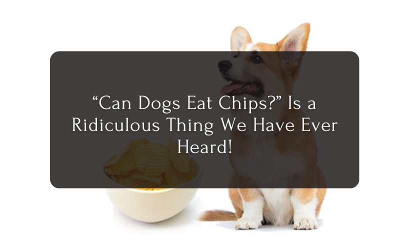 Can Dogs Eat Chips Is a Ridiculous Thing We Have Ever Heard