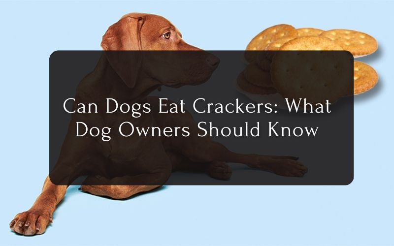 Can Dogs Eat Crackers What Dog Owners Should Know