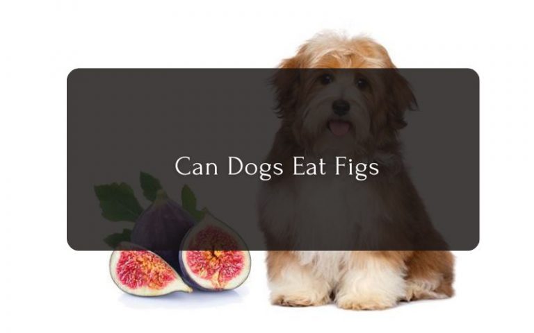 Can Dogs Eat Fig