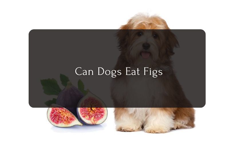 Can Dogs Eat Fig