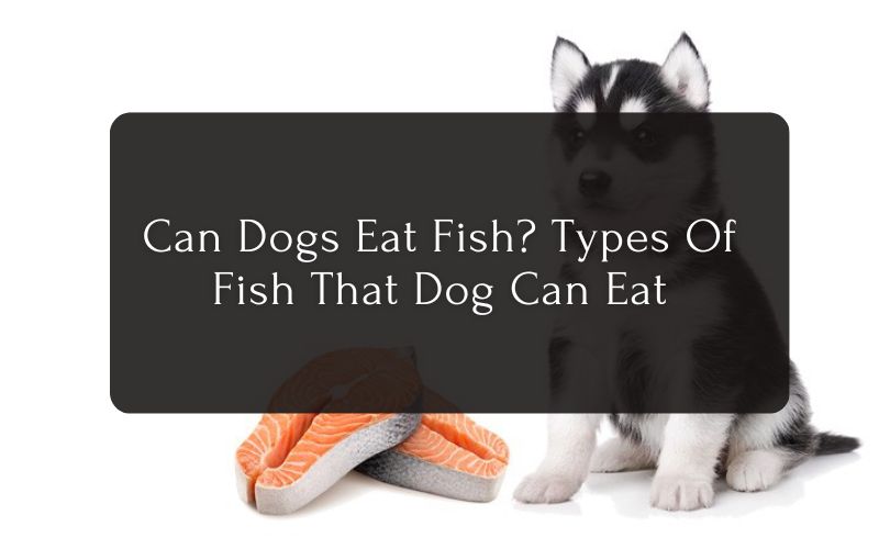 Can Dogs Eat Fish Types Of Fish That Dog Can Eat