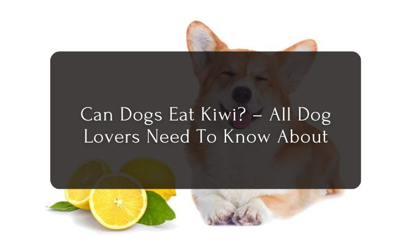 Can Dogs Eat Lemon A Super Sour Citrus Fruit