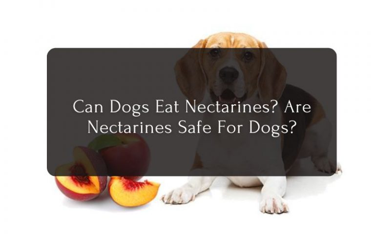 Can Dogs Eat Nectarines Are Nectarines Safe For Dogs