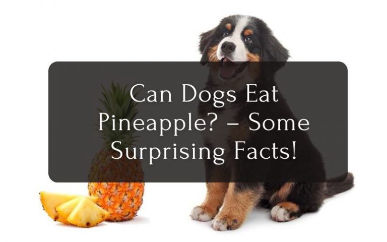 Can Dogs Eat Pineapple Some Surprising Facts!