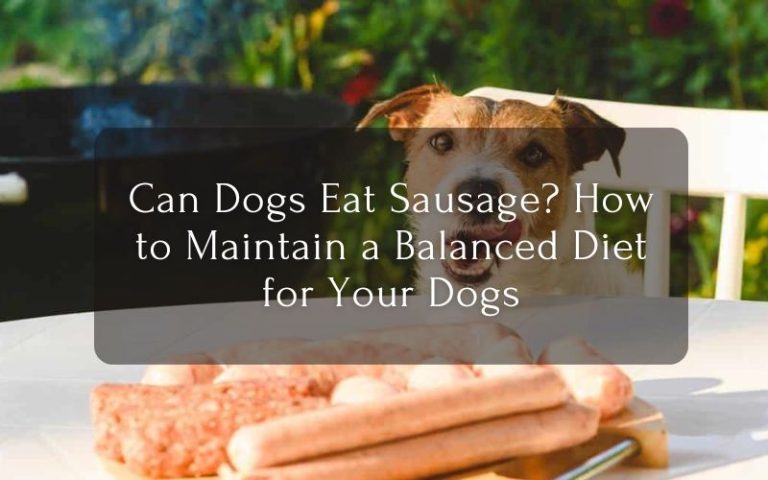 Can Dogs Eat Sausage How to Maintain a Balanced Diet for Your Dogs