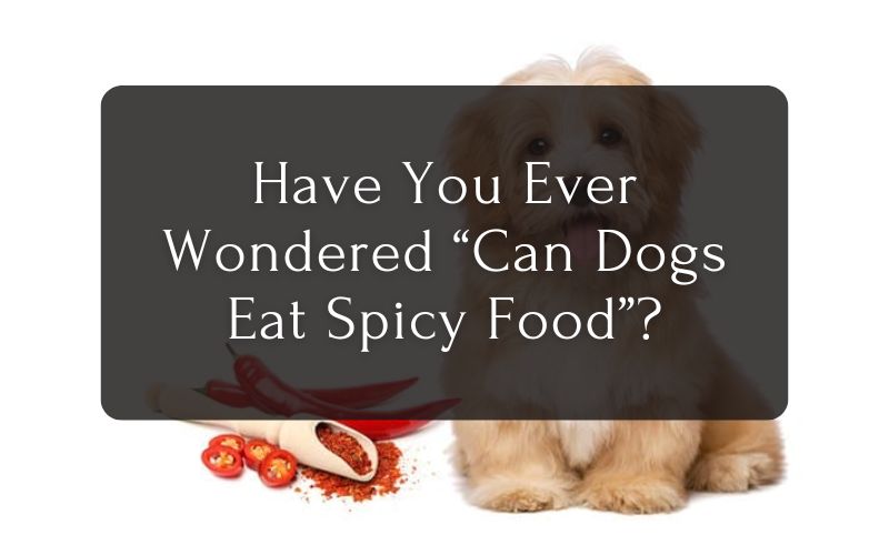 Have You Ever Wondered “Can Dogs Eat Spicy Food”