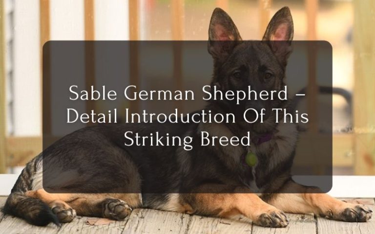 Sable German Shepherd – Detail Introduction Of This Striking Breed