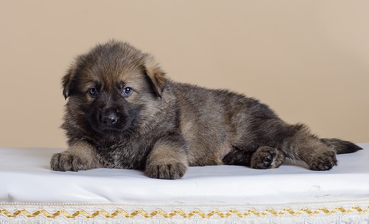 Sable puppies German shepherd on a beige background on a chair