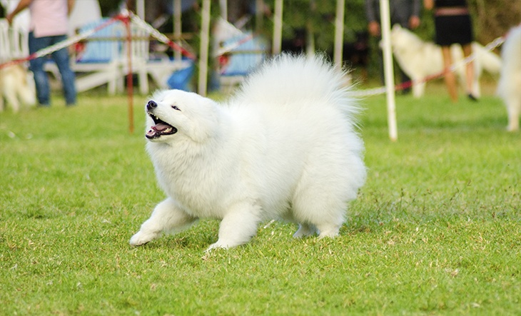 A young beautiful white fluffy Samoyed puppy dog standing