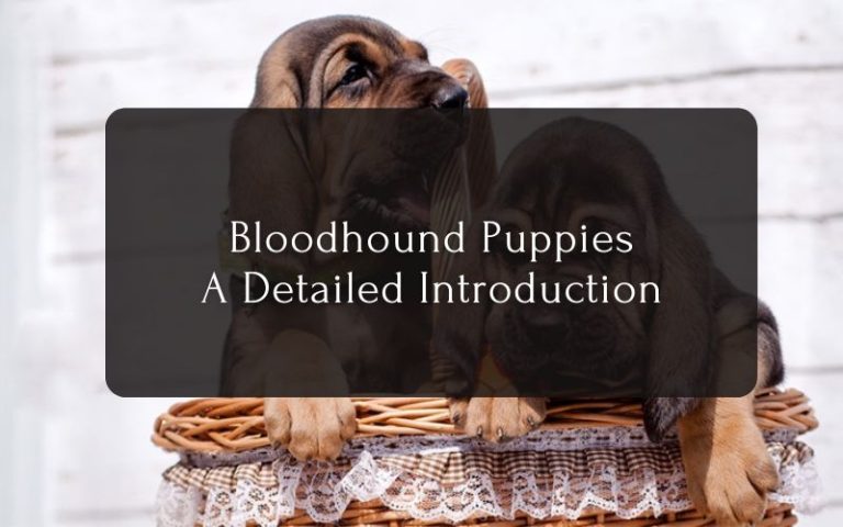 Bloodhound Puppies – A Detailed Introduction
