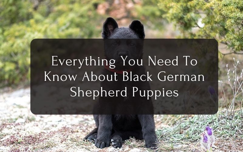Everything You Need Know About Black German Shepherd Puppies