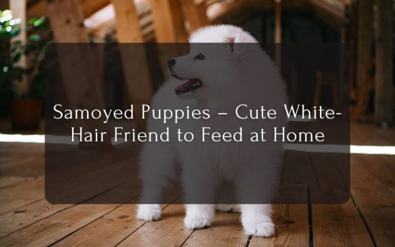 Samoyed Puppies – Cute White-Hair Friend to Feed at Home