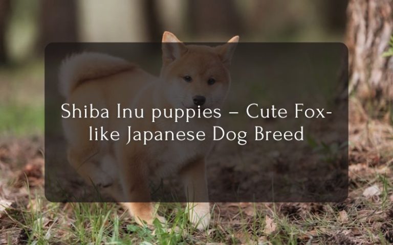 Shiba Inu puppies – Cute Fox-like Japanese Dog Breed