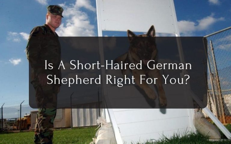Short-Haired German Shepherd Right For You