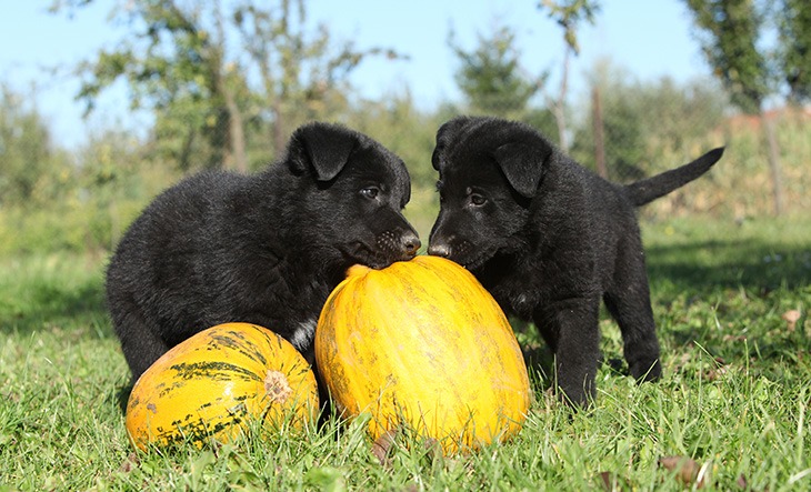 Two nice puppies of Black German shepherd with pumpkin