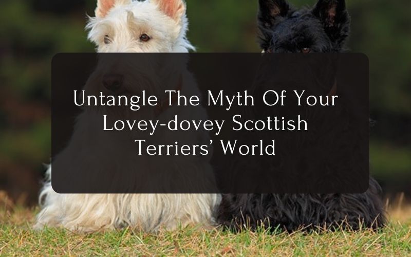 Untangle The Myth Of Your Lovey-dovey Scottish Terriers’ World