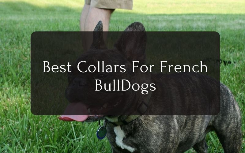 Best Collars For French BullDogs