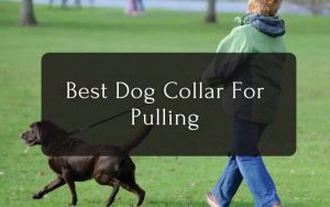 Best Dog Collar For Pulling