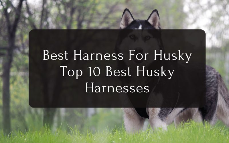 Best Harness For Husky - Top 10 Best Husky Harnesses