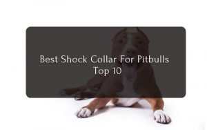 Best Shock Collar For Pitbulls - Top 10
