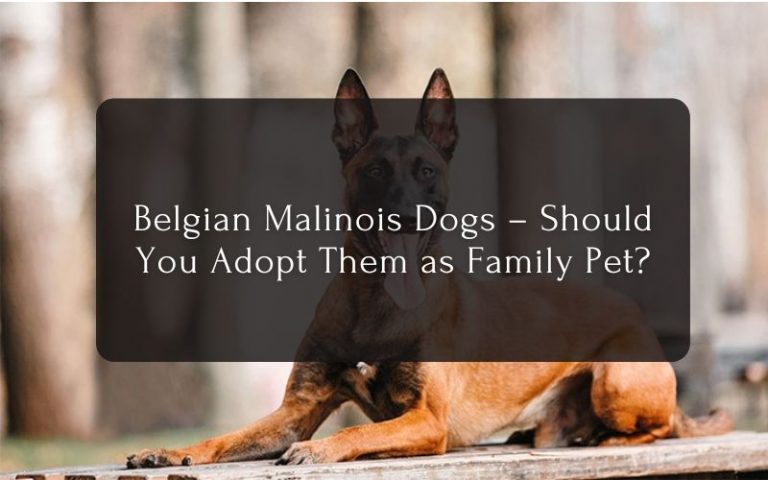 Belgian Malinois Dogs – Should You Adopt Them as Family Pet