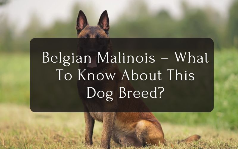 Belgian Malinois – What To Know About This Dog Breed