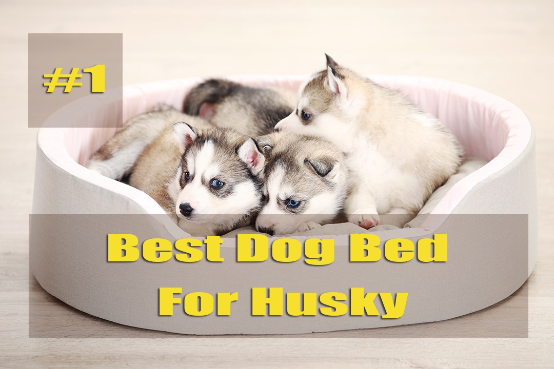 Best Dog Bed For Husky 2021 And Buying Guide