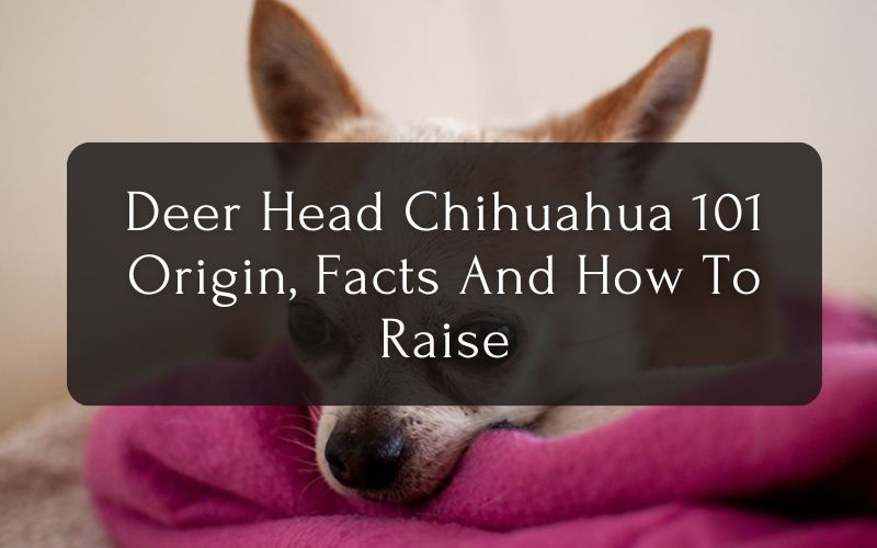 Deer Head Chihuahua 101 – Origin, Facts And How To Raise