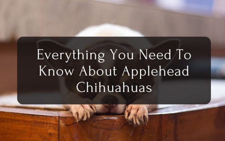 Everything You Need To Know About Applehead Chihuahuas