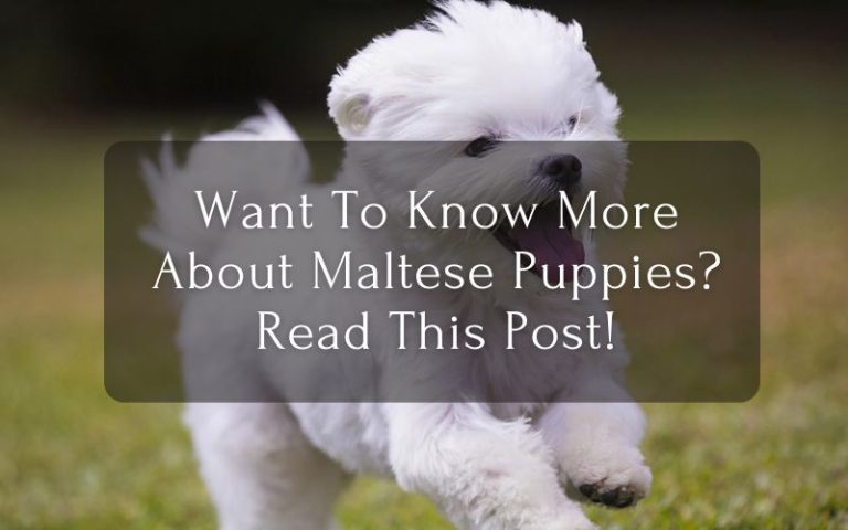 Want To Know More About Maltese Puppies Read This Post!