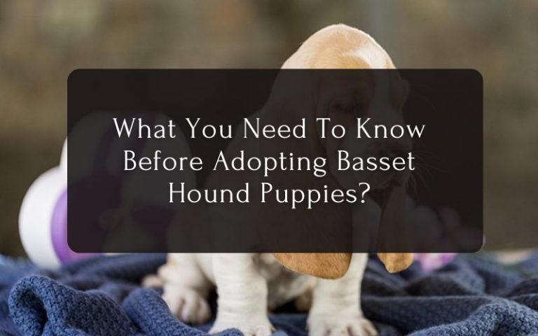 What You Need To Know Before Adopting Basset Hound Puppies
