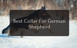 Best Collar For German Shepherd