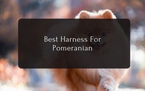 Best Harness For Pomeranian