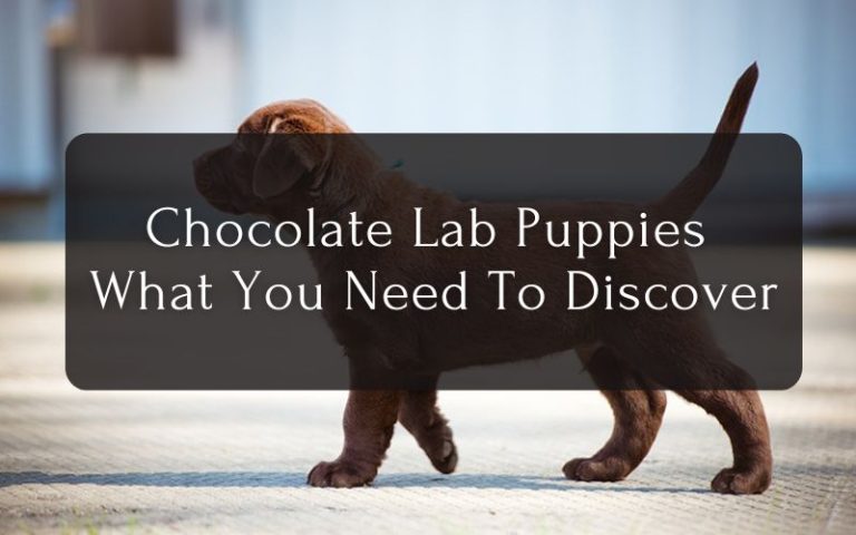 Chocolate Lab Puppies - What You Need To Discover