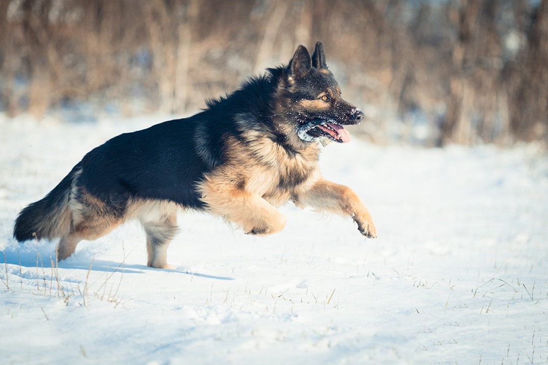 Large German Shepherd – A Breed Introduction For Dog Lover