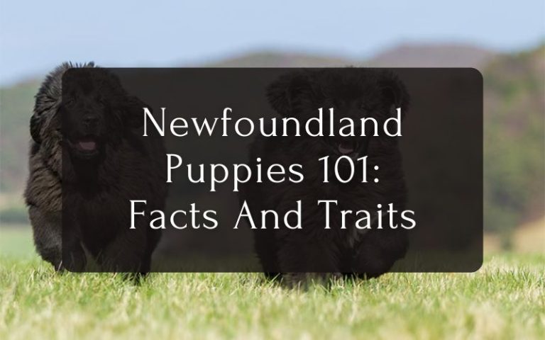 Newfoundland Puppies 101 Facts And Traits