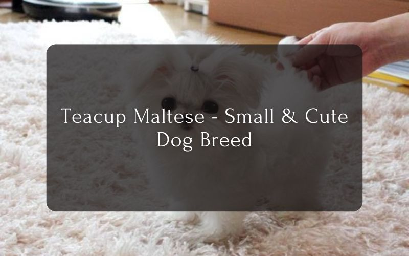 Teacup Maltese - Small & Cute Dog Breed
