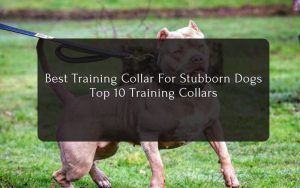Best Training Collar For Stubborn Dog