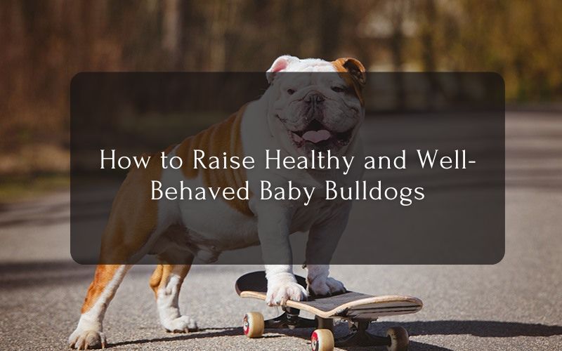How to Raise Healthy and Well-Behaved Baby Bulldogs
