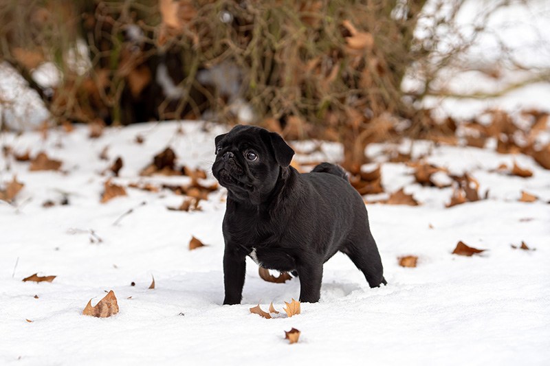 Portrait of a nice black pug dog in the snow