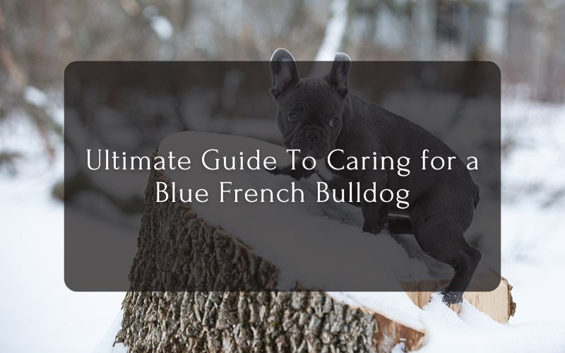 Ultimate Guide To Caring for a Blue French Bulldog