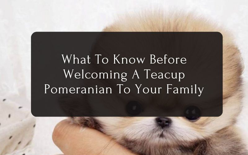 What To Know Before Welcoming A Teacup Pomeranian To Your Family